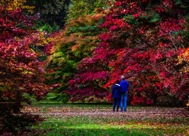 Westonbirt Arboretum