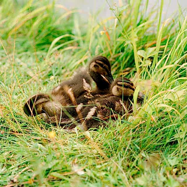 Our fluffy friends